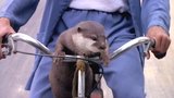 The Legend of the Otter Man