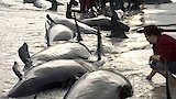 Raining Fish