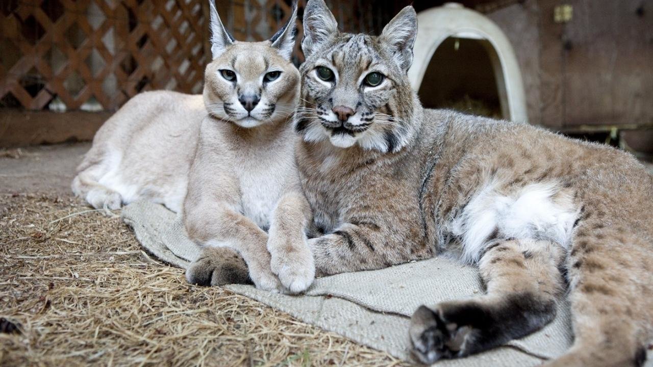 Unlikely Animal Friends