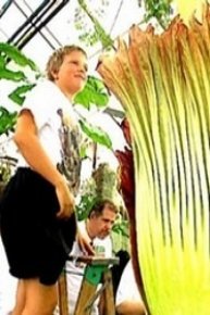 Garden Giants