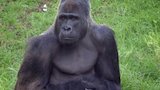 Gorillas, Pandas, Giraffes and Meerkats