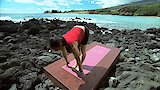 Strengthening Sun Salutations