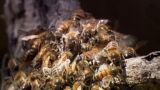 Gigantescas Abejas Asesinas