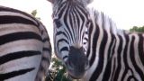 Wild Zebra Captures