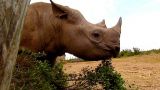 A Rhino Under Close Watch