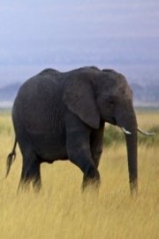 Battle for the Elephants