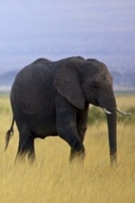 Battle for the Elephants