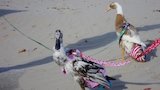 Lucky Ducks