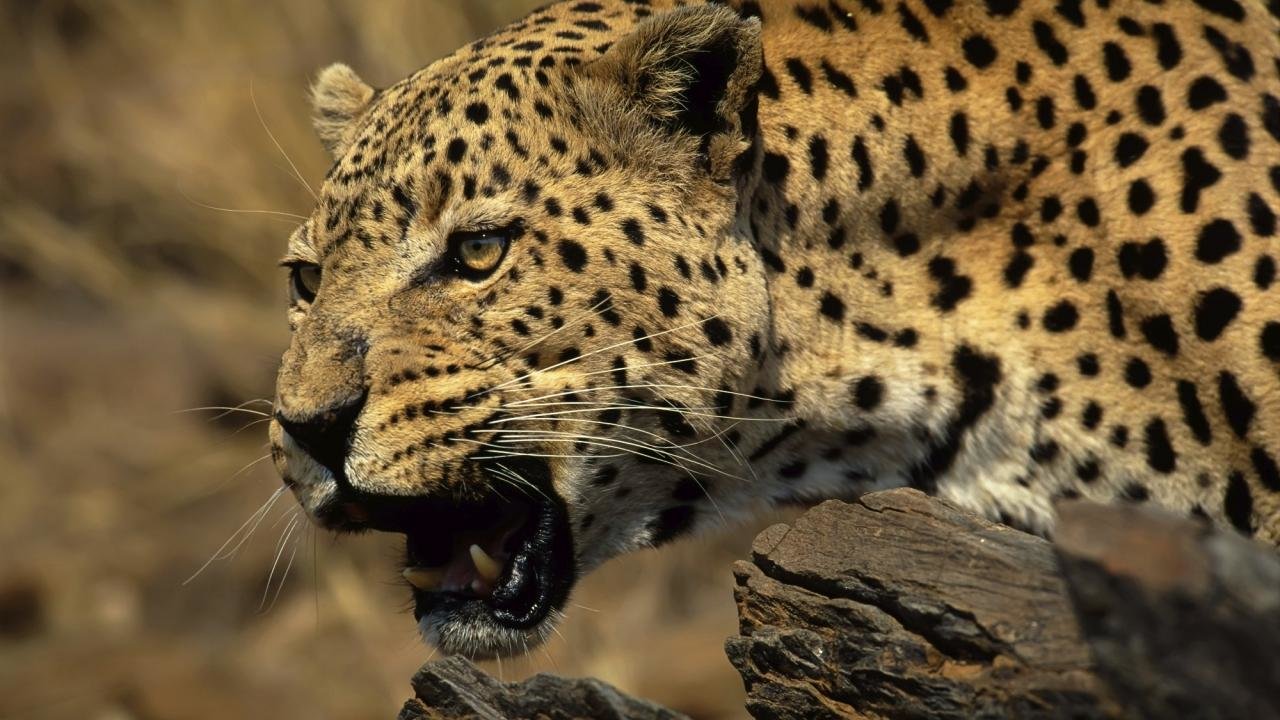 Ultimate Animal Countdown