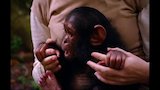 Chimps on the Run