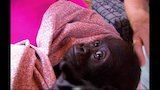 A Mission to Stop Killings