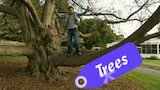 Trees