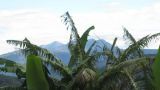 Papua New Guinea