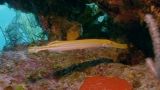 The World of the Trumpet Fish