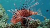 The World of the Lionfish