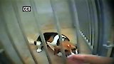 Animal Undercover