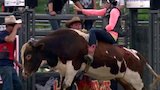 Bull Riding