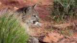 Mountain Lion vs Bighorn