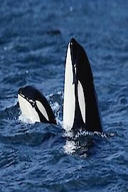 Killer Whales