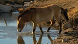 Horses in Search of a King