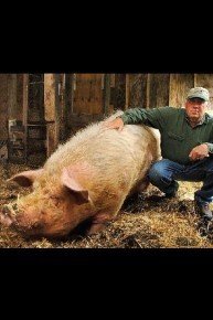 Pig Bomb