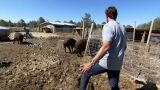 The Hog Fixer