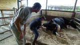 The Black Bear Catcher