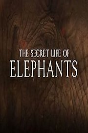 The Secret Life of Elephants