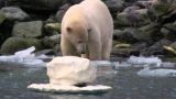 Polar Bear: Spy on the Ice, Ep. 1