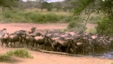 Trek: Spy on the Wildebeest, The Crossing