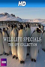 Wildlife Specials: The Spy Collection