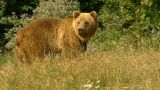 Saving the Brown Bears