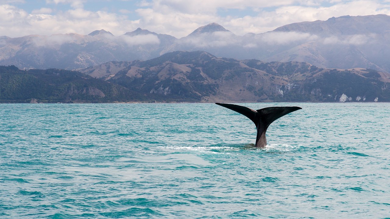 Animal Journeys