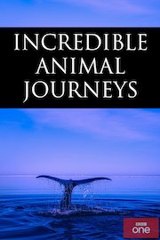 Animal Journeys