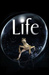 Life UK