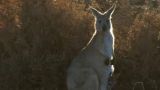 Australia:  The Indian Pacific