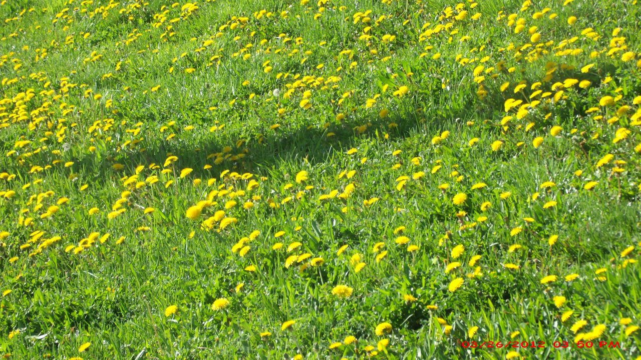 Miracles of Nature
