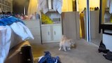 Pint-sized Monster