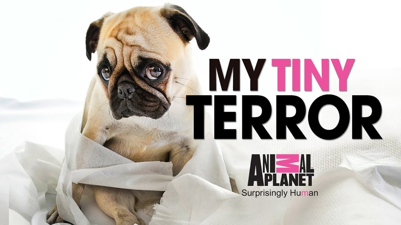 My Tiny Terror