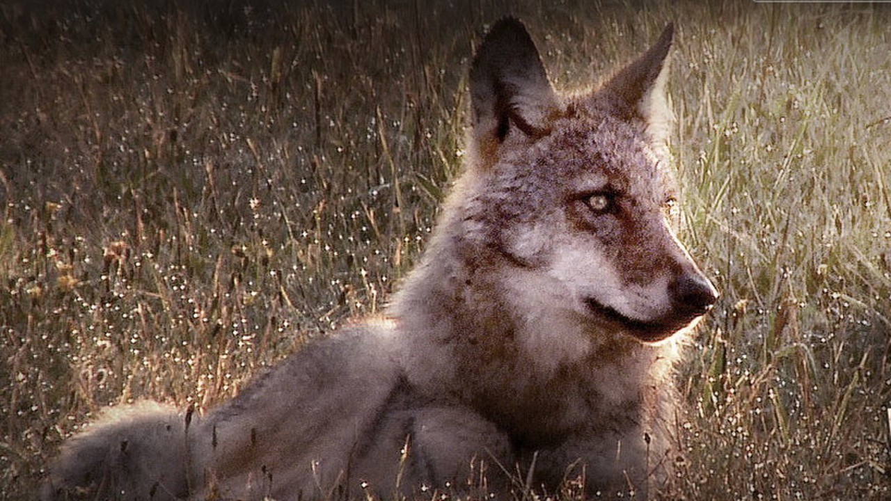 Germany's Wild Wolves - As They Really Are