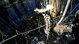 Swamp Werewolf