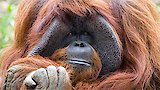 Orangutans