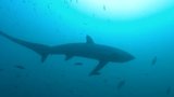 Thresher Shark