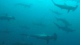 Hammerheads