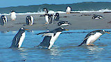 Falkland Islands: Penguin Paradise