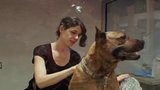 By Design: Animal Haven
