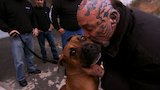 Desperate Dogs