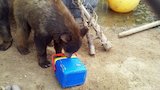 An Animal #$*% My Vacation!