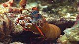 Killer Shrimp N'Friends