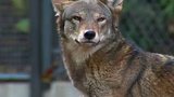 Big Bad Wolf